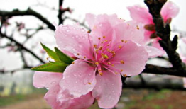 桃花爆料大百科最新一期,揭秘最新一期精彩内容